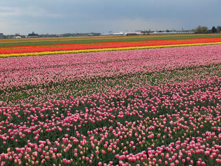 Les champs colorées dans la campagne Hollandaise 